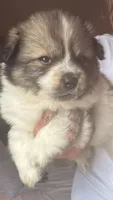 Milo, a male Pomsky for sale in Warren, MI – 2 of 2