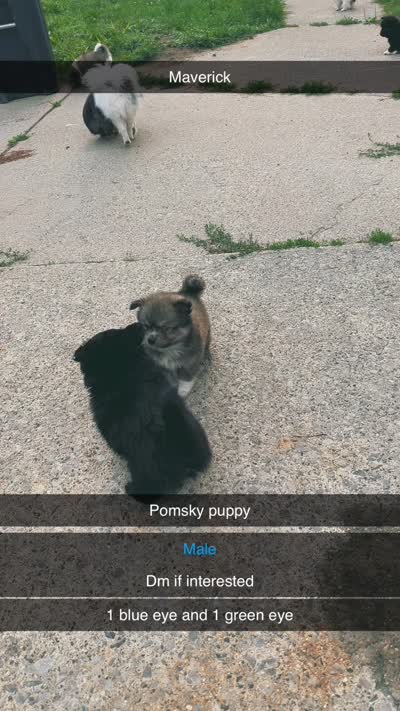 Maverick, a male Pomsky for sale in Imlay City, MI – 2 of 5
