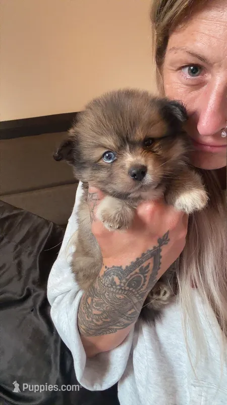 Maverick – Pomsky puppy for sale in Imlay City, MI