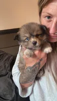 Maverick, a male Pomsky for sale in Imlay City, MI – 1 of 5