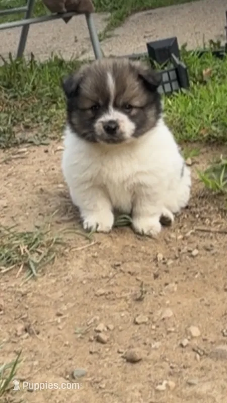 Milo – Pomsky puppy for sale in Imlay City, MI
