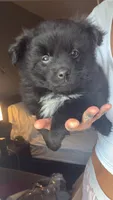Onyx, a male Pomsky for sale in Warren, MI – 2 of 2