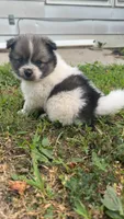 Milo, a male Pomsky for sale in Imlay City, MI – 2 of 4