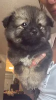 Sasha, a male Pomsky for sale in Warren, MI – 2 of 2
