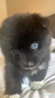 Neeko, a male Pomsky for sale in Warren, MI – 1 of 2