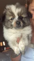 Fluffy, a female Pomsky for sale in Warren, MI – 2 of 2