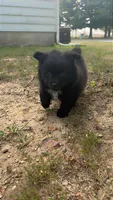 Onyx, a male Pomsky for sale in Imlay City, MI – 2 of 4