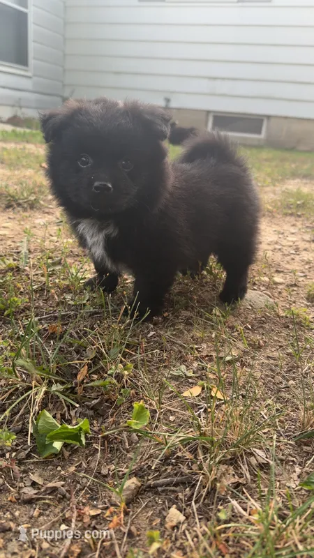 Onyx – Pomsky puppy for sale in Imlay City, MI