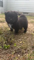 Onyx, a male Pomsky for sale in Imlay City, MI – 1 of 4