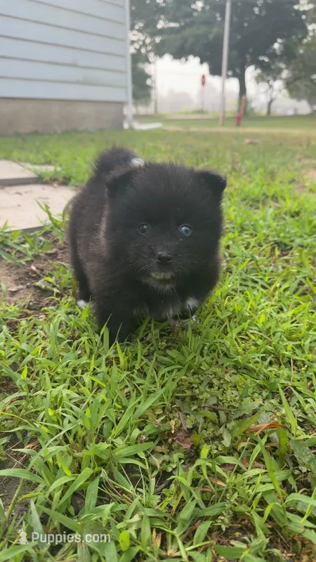Neeko – Pomsky puppy for sale in Imlay City, MI