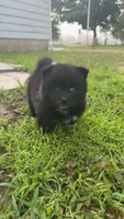 Neeko, a male Pomsky for sale in Imlay City, MI – 1 of 6