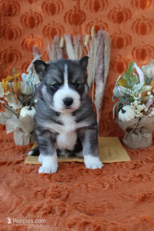 Yellow – Siberian Husky puppy for sale in York, PA