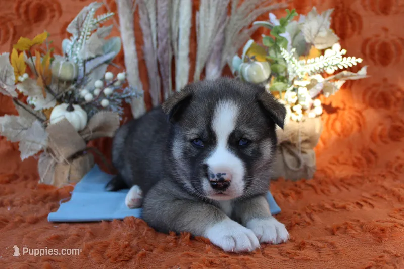 Blue – Siberian Husky puppy for sale in York, PA