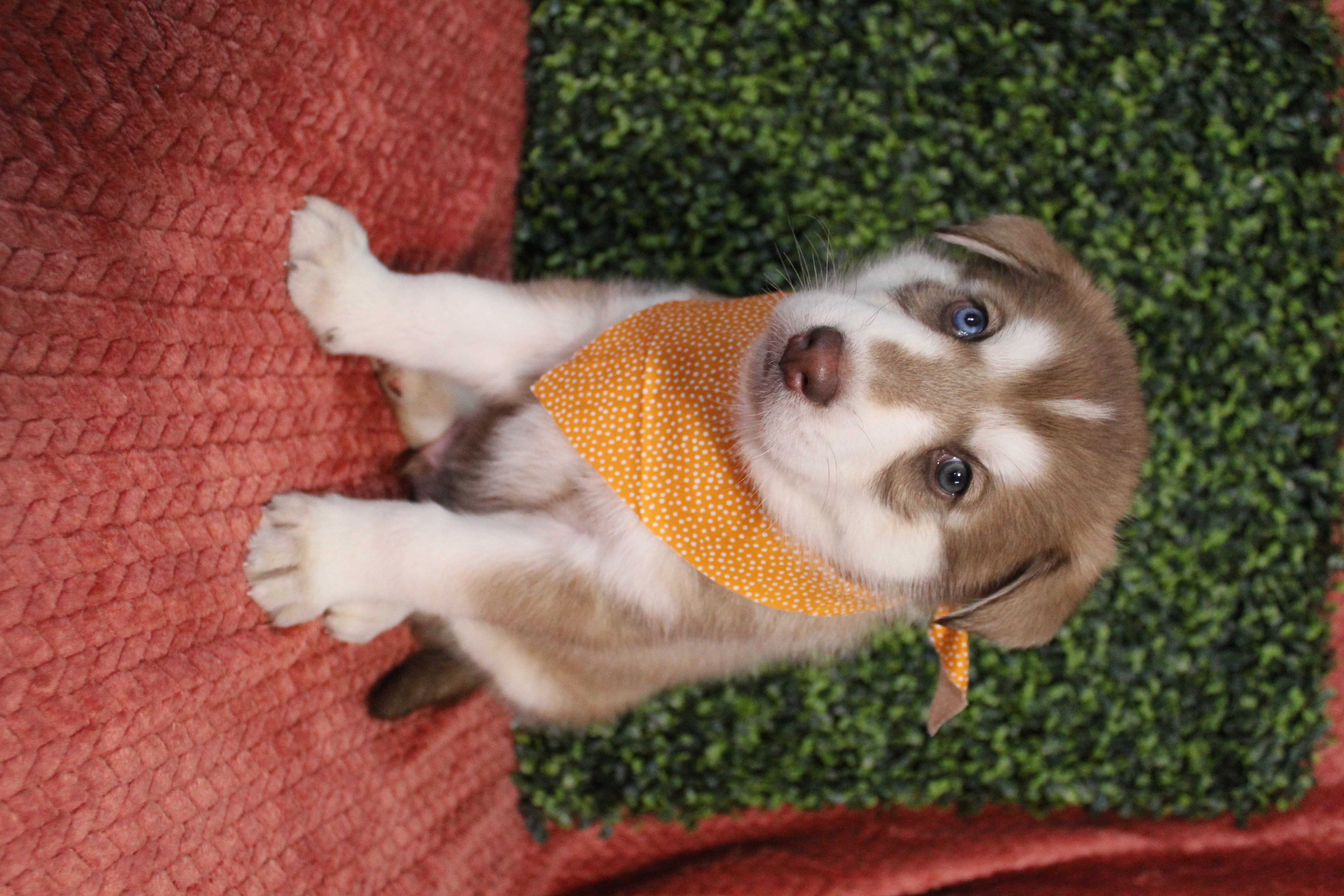 4 Orange Shepsky is a German Shepherd Dog and Siberian Husky puppy for ...