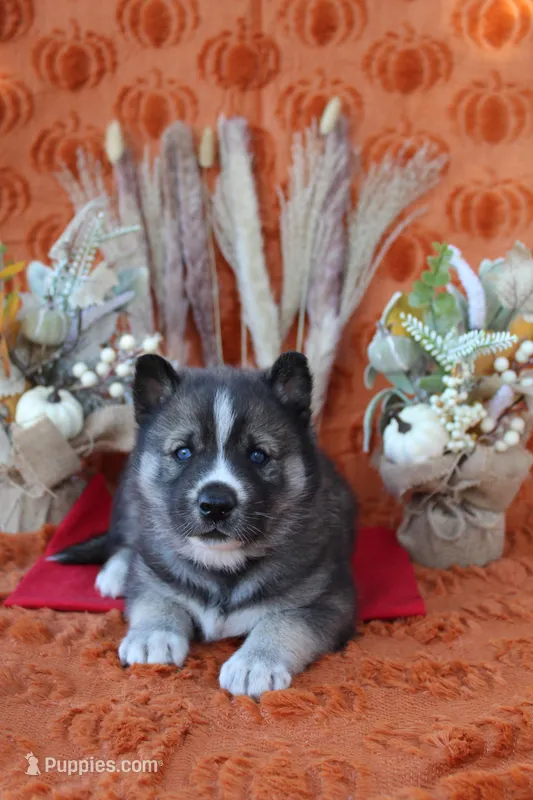 Red – Siberian Husky puppy for sale in York, PA