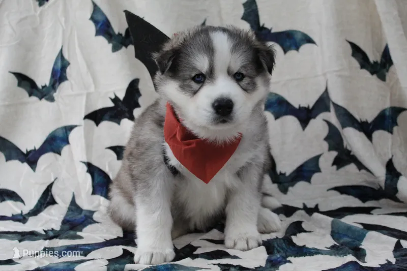 Orange – Siberian Husky puppy for sale in York, PA
