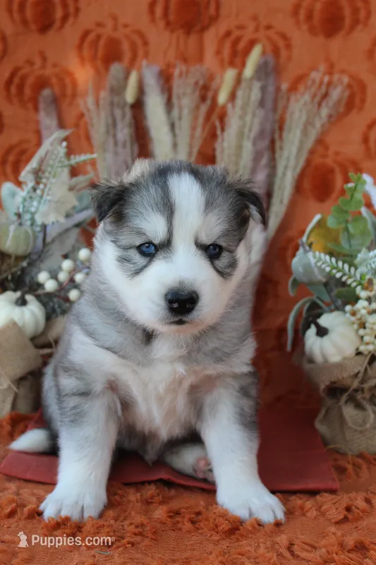 Orange – Siberian Husky puppy for sale in York, PA