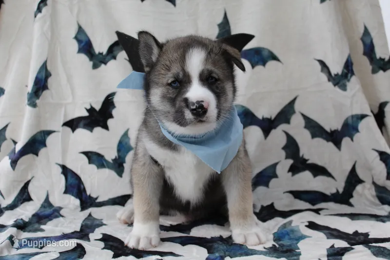 Blue – Siberian Husky puppy for sale in York, PA