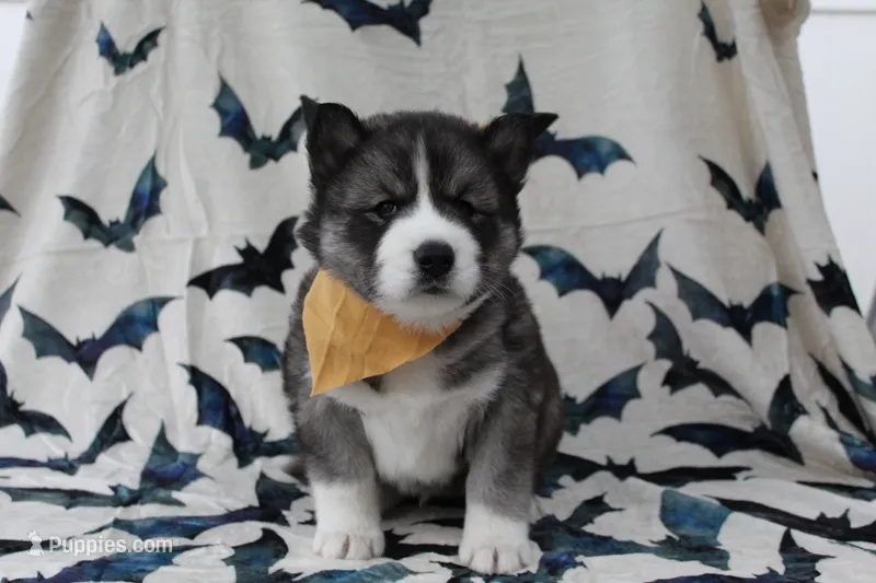 Yellow – Siberian Husky puppy for sale in York, PA