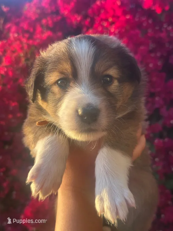 Daisy – Collie puppy for sale in Lakeside, CA