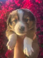 Daisy, a female Collie for sale in Lakeside, CA – 1 of 1