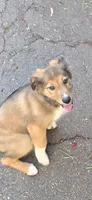 Jasmine (Jazzy), a female Collie for sale in Lakeside, CA – 3 of 3
