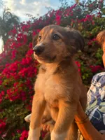 Jasmine (Jazzy), a female Collie for sale in Lakeside, CA – 2 of 3