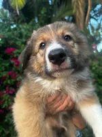 Lambo, a male Collie for sale in Lakeside, CA – 2 of 2