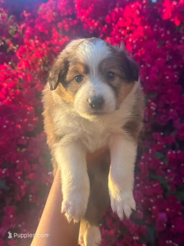 Paige Petunia  – Collie puppy for sale in Lakeside, CA