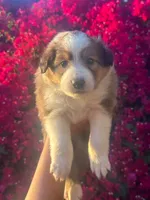 Paige Petunia , a female Collie for sale in Lakeside, CA – 1 of 1