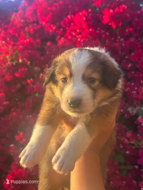 Big Z – Collie puppy for sale in Lakeside, CA