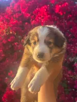 Big Z, a male Collie for sale in Lakeside, CA – 1 of 1