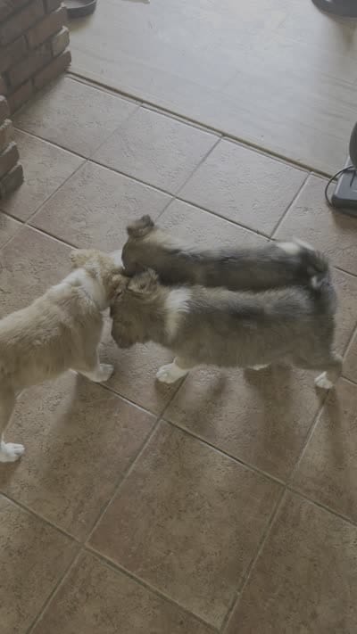 Rose (Rosie), a female Collie for sale in Lakeside, CA – 3 of 3