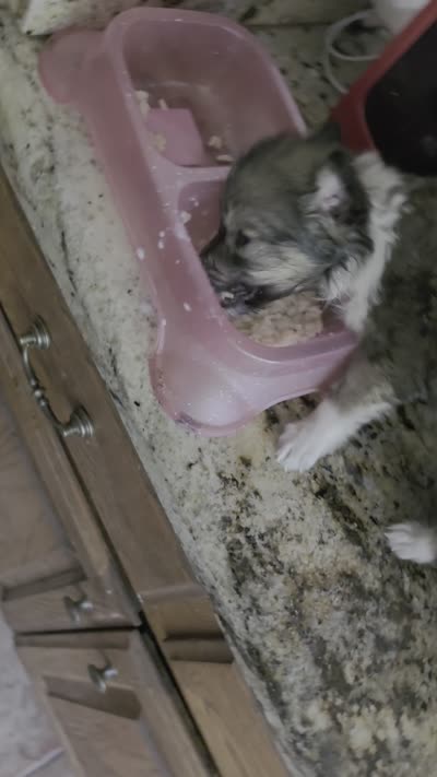 Enzo, a male Collie for sale in Lakeside, CA – 2 of 2