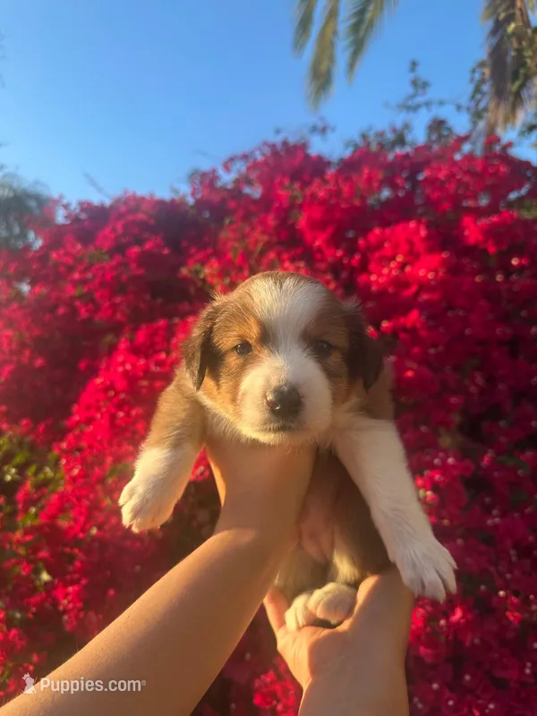 Daffodile (Dafy) – Collie puppy for sale in Lakeside, CA