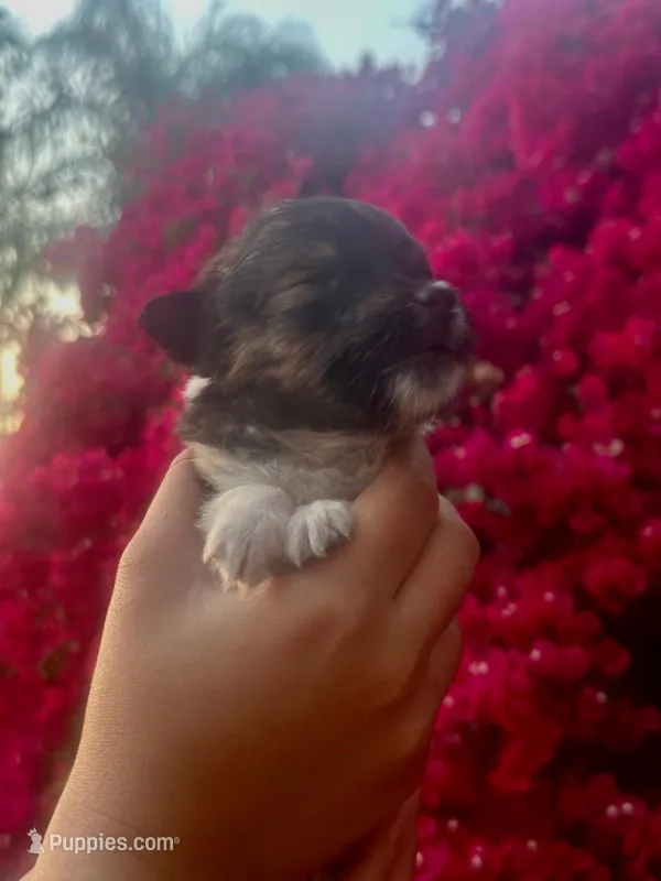 Enzo – Collie puppy for sale in Lakeside, CA