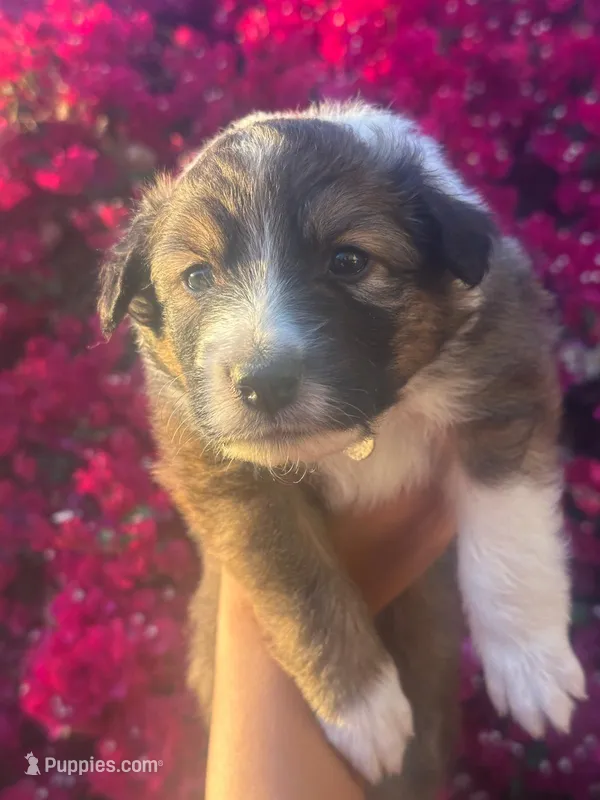 Lambo – Collie puppy for sale in Lakeside, CA