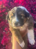 Lambo, a male Collie for sale in Lakeside, CA – 1 of 1