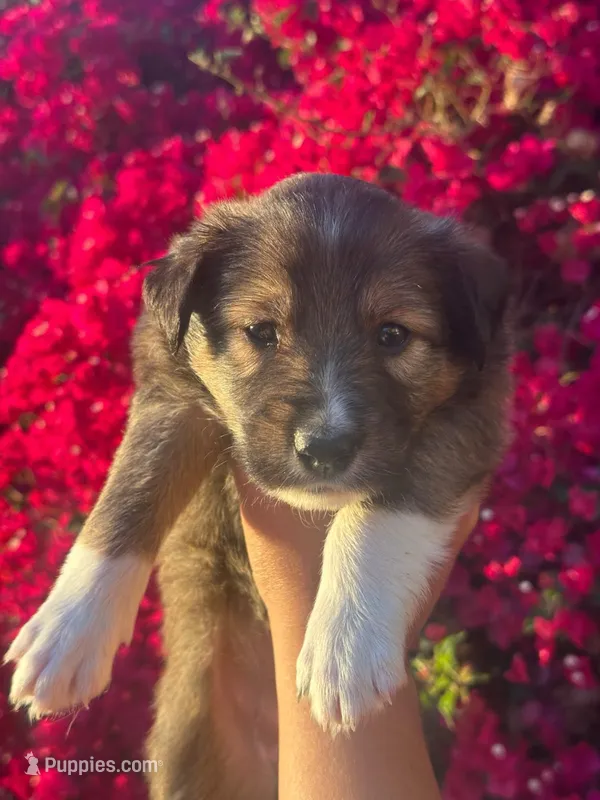 Jasmine (Jazzy) – Collie puppy for sale in Lakeside, CA
