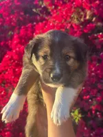 Jasmine (Jazzy), a female Collie for sale in Lakeside, CA – 1 of 1