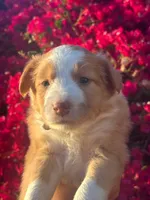 Rose (Rosie), a female Collie for sale in Lakeside, CA – 1 of 3