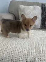 Bingo , a male Pembroke Welsh Corgi for sale in Perris, CA – 6 of 8