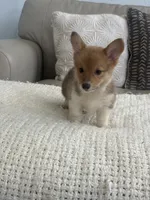 Bingo , a male Pembroke Welsh Corgi for sale in Perris, CA – 3 of 8