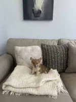 Bingo , a male Pembroke Welsh Corgi for sale in Perris, CA – 2 of 8