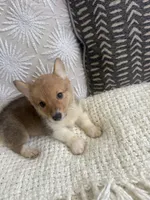 Bingo , a male Pembroke Welsh Corgi for sale in Perris, CA – 5 of 8