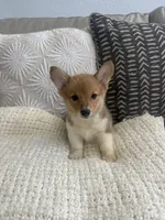 Bingo , a male Pembroke Welsh Corgi for sale in Perris, CA – 8 of 8
