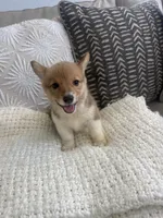 Bingo , a male Pembroke Welsh Corgi for sale in Perris, CA – 7 of 8