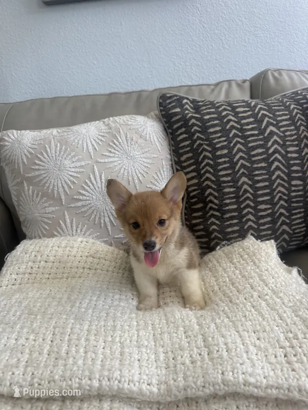 Bingo  – Pembroke Welsh Corgi puppy for sale in Perris, CA