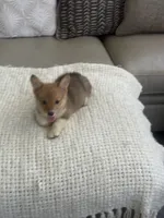 Bingo , a male Pembroke Welsh Corgi for sale in Perris, CA – 4 of 8