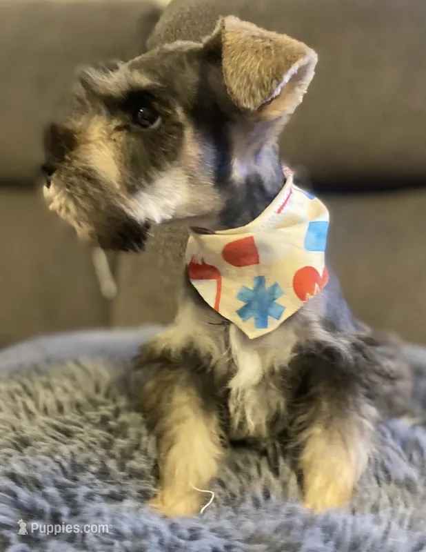Simon  – Miniature Schnauzer puppy for sale in San Diego, CA